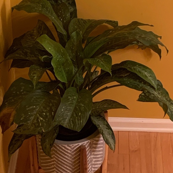 Meet your Posher, Marielys - Picture 4 of 7